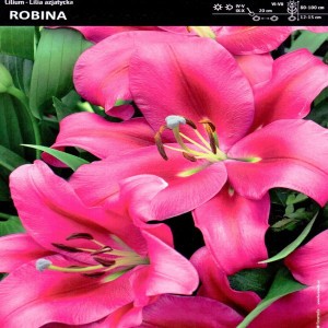 LILIUM - LILIA TRĄBKOWA ROBINA