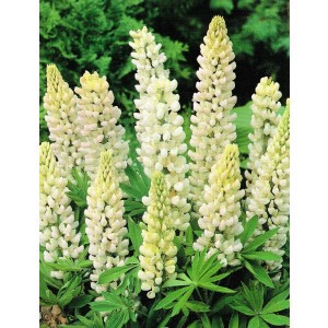 Lupinus - Łubin Biały 1szt.