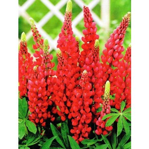 Lupinus - Łubin Czerwony 1szt.