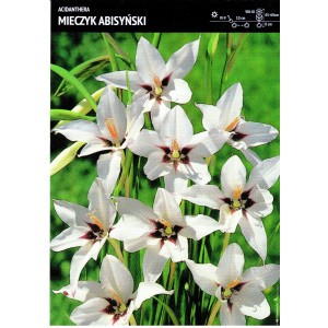 Acidanthera - Mieczyk Abisyński Cebulka 10szt.