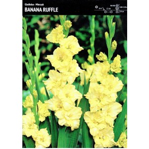 Gladiolus - Mieczyk Karbowany Banana Ruffle 5szt.
