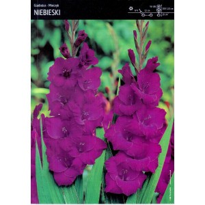 Gladiolus - Mieczyk Niebieski 5szt.