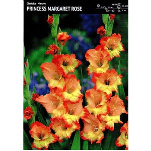 Gladiolus - Mieczyk Wielokwiatowy Princess Margaret Rose 5szt.