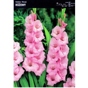 Gladiolus - Mieczyk Różowy 5szt.