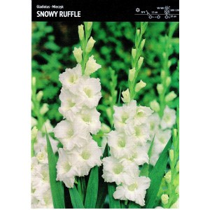 Gladiolus - Mieczyk Karbowany Snowy Ruffle 5szt.