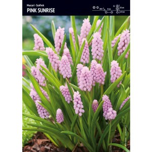 Szafirek Pink Sunrise Muscari Cebulka 1szt