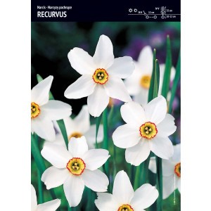 Narcyz Recurvus Cebulka 5szt