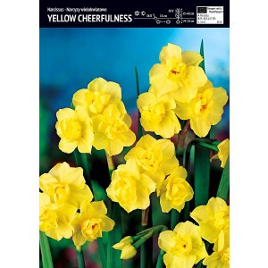 Narcyz Yellow Cheerfulness Cebulka 5szt