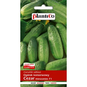 Ogórek Gruntowy Cezar 5g PlantiCo