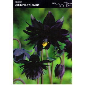 Aquilegia - Orlik Pełny Czarny 1szt.