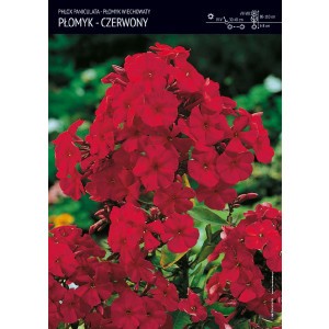 Phlox - Płomyk Wiechowaty Czerwony 1szt