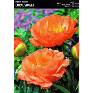 Piwonia Coral Sunset Cebulka 1szt