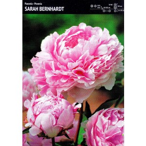 Piwonia Sarah Bernhardt 1szt.