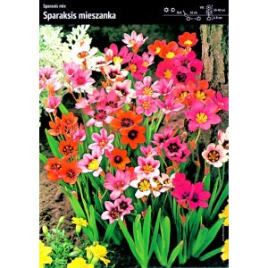 Sparaxis Sparaksis MIX Kolorowe Kwiaty Cebulka 20szt