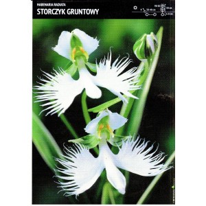 Habenaria Radiata - Storczyk Gruntowy Cebulka 1szt.