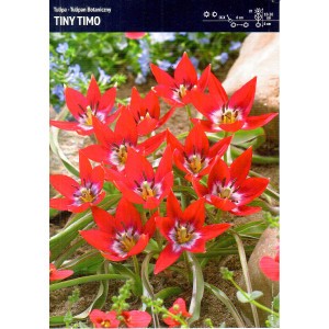 Tulipan Tiny Timo 5szt