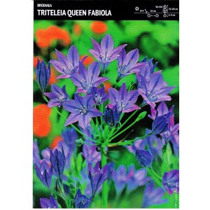 Brodiaea Queen Fabiola - Hiacynt Kalifornijski Cebulka 10szt.