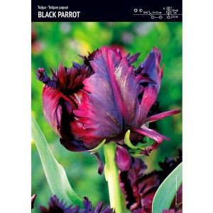 Tulipan Papuzi Black Parrot Cebulka 5szt
