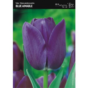 Tulipan Blue Aimable Cebulka 5szt