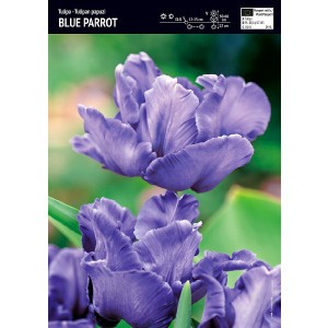 Tulipan Papuzi Blue Parrot Cebulka 5szt