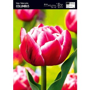 Tulipan Pełny Columbus 5szt