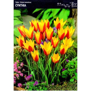 Tulipan Cynthia 5szt