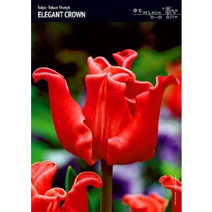 Tulipan Ekskluzywny Elegant Crown Cebulka 5szt