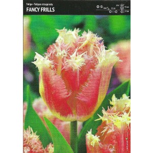 Tulipan Strzępiasty Fancy Frills 5szt