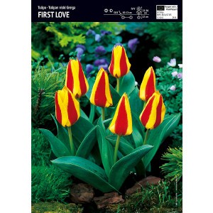 Tulipan Niski First Love 5szt