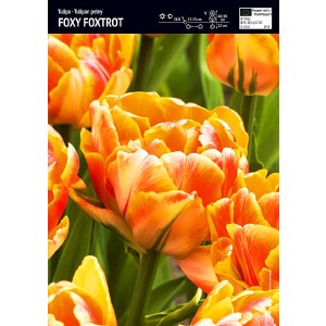 Tulipan Foxy Foxtrot 5szt