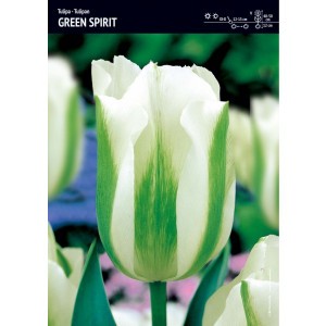 Tulipan Biało Zielony Spring Green Cebulka 5szt