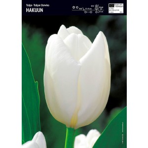 Tulipan Biały Hakuun Cebulka 5szt