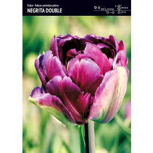  Tulipan Negrita Double Cebulka 5szt