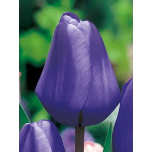 Tulipan Niebieski Triumph Blue Cebulka 5szt