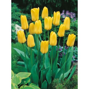 Tulipan Niski Candela Cebulka 5szt