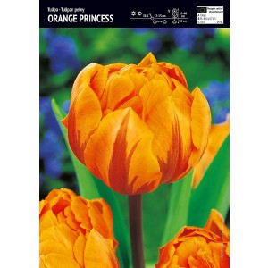 Tulipan Pełny Orange Princess 5szt