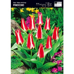 TULIPA - TULIPAN PINOCCHIO 5szt