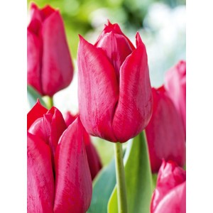 Tulipan Strong Love Na Kwiaty Cięte Cebulka 5szt