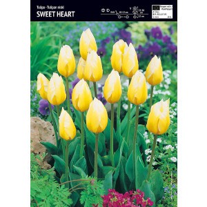 Tulipan Niski Sweet Heart 5szt