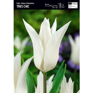 Tulipan Tres Chic 5szt