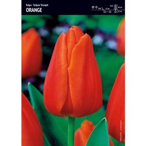Tulipan Pomarańczowy Triumph Orange Cebulka 5szt