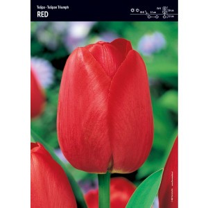 Tulipan Triumph Red Piękna Czerwień Cebulka 5szt 