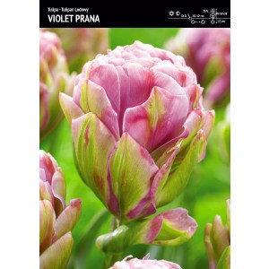 Tulipan Lodowy Violet Prana 5szt