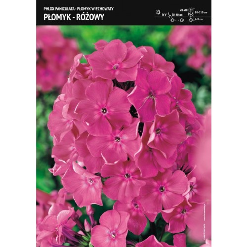 Phlox - Płomyk Wiechowaty Różowy 1szt