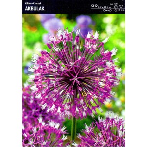Allium - Czosnek Akbulak 3szt
