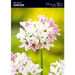 Allium - Czosnek Cameleon 5szt