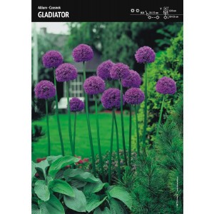 Czosnek Gladiator Allium Wyjątkowy Cebulka 1szt