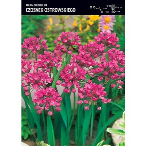 Allium Oreophilum - Czosnek Ostrowskiego 10szt