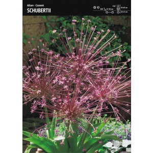 Allium Schubertii - Czosnek Szuberta 1szt