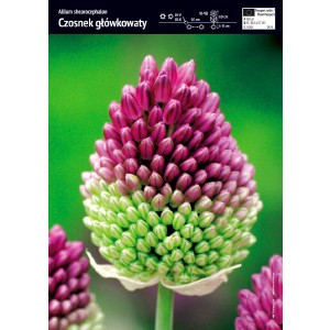 Allium Shearocephalon Czosnek Główkowaty Cebulka 10szt